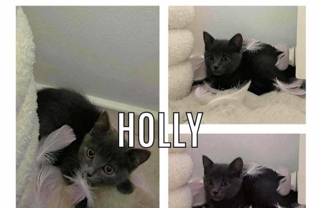 Holly