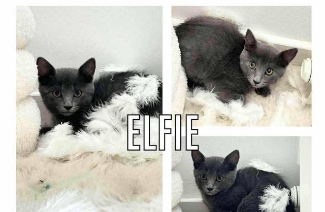 Elfie