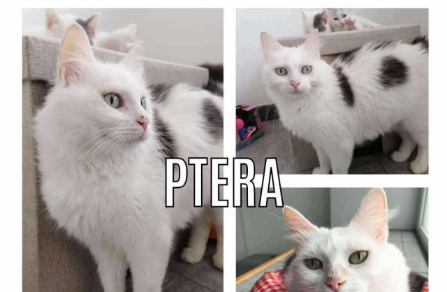 Ptera