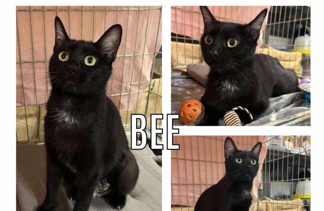 Bee