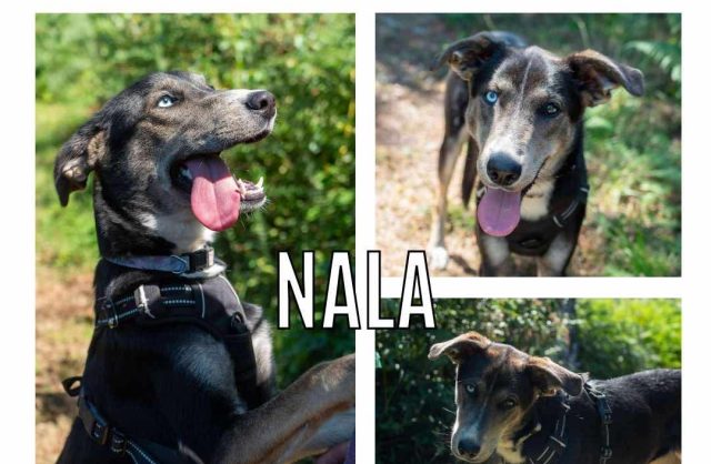 Nala