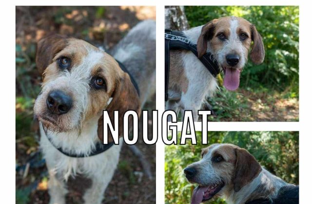 Nougat