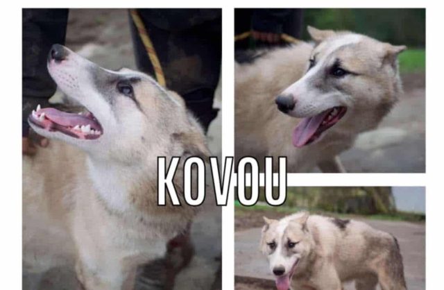 Kovou
