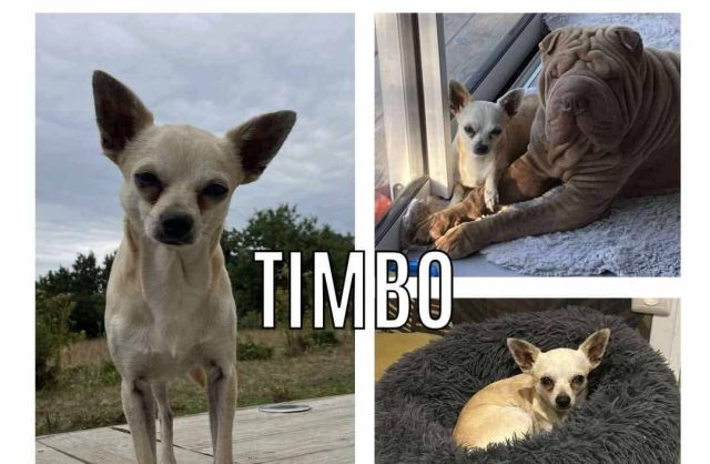 Timbo