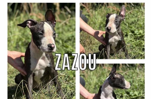 Zazou