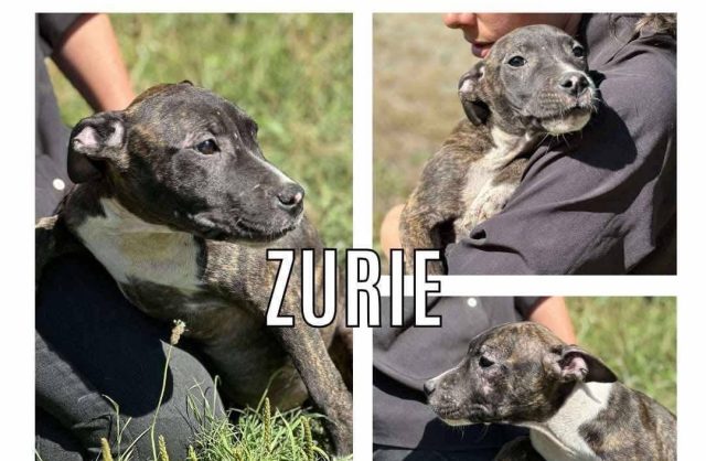 Zurie
