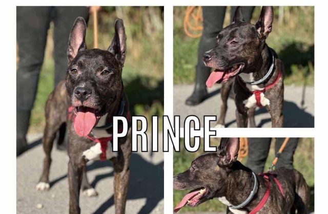 Prince