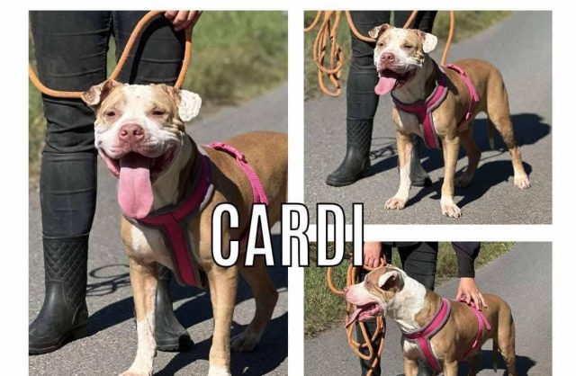 Cardi