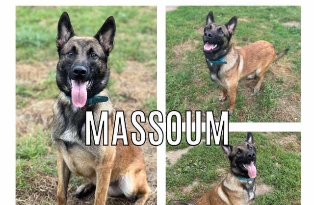 Massoum