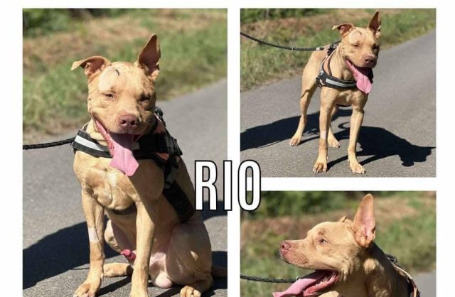 Rio