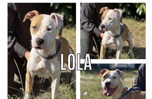 Lola