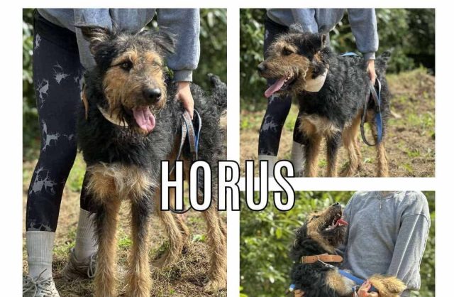 Horus