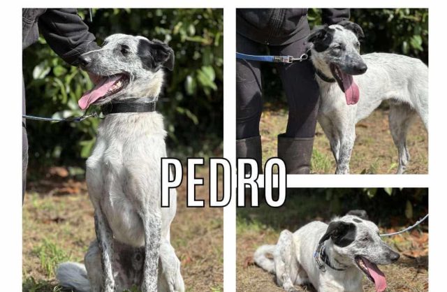 Pedro