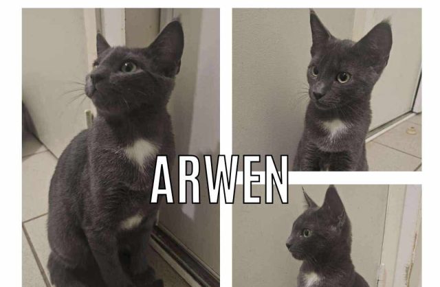 Arwen