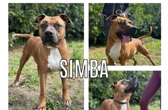Simba