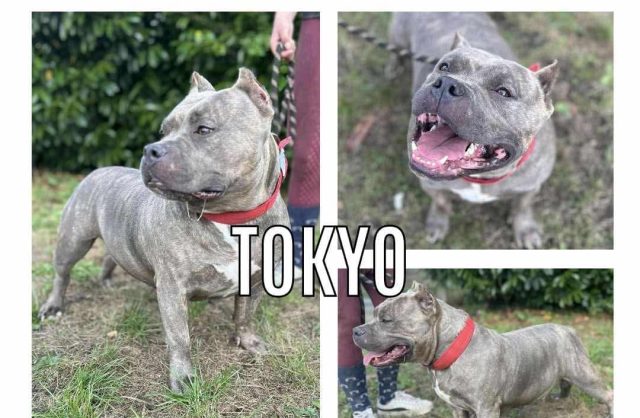 Tokyo