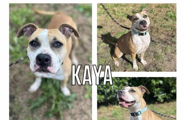 Kaya