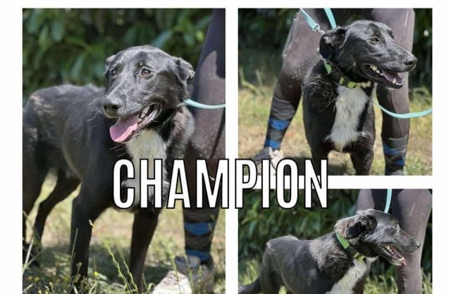 Champion