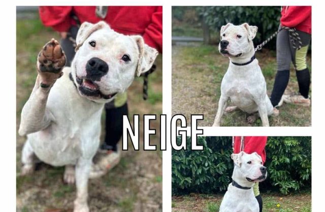 Neige