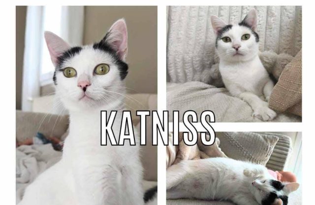 Katniss
