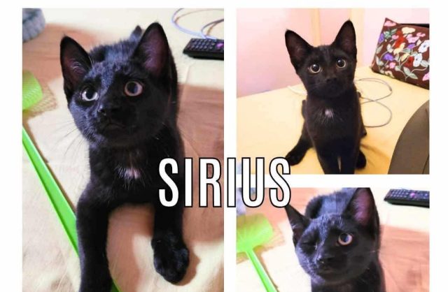 Sirius
