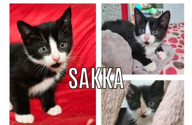 Sakka