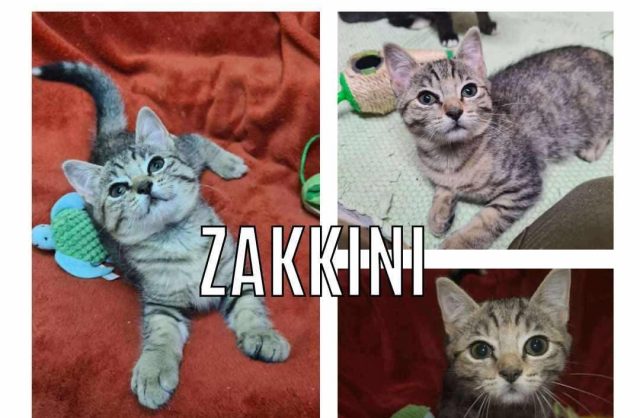 Zakkini