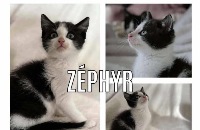 Zéphyr
