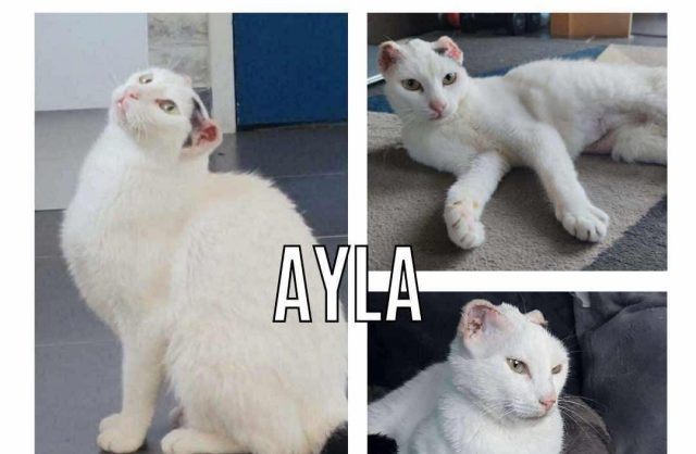 Ayla