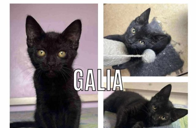 Galia