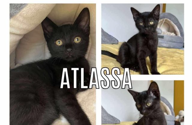 Atlassa