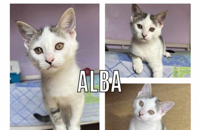 Alba