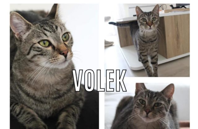 Volek