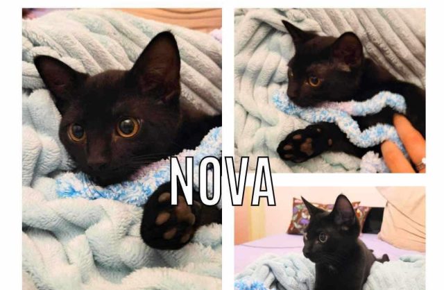 Nova