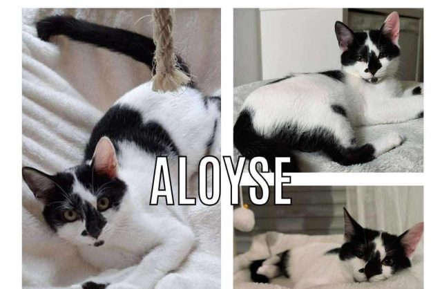 Aloyse