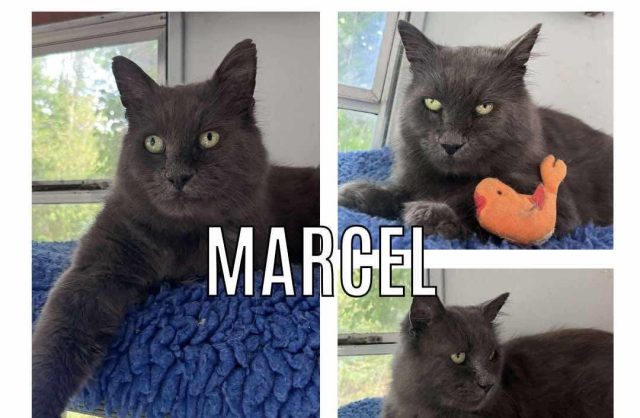 Marcel