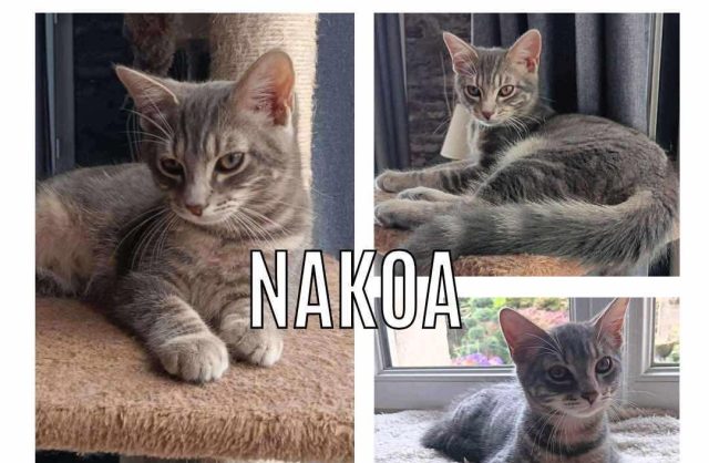 Nakoa