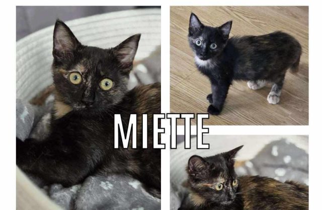 Miette