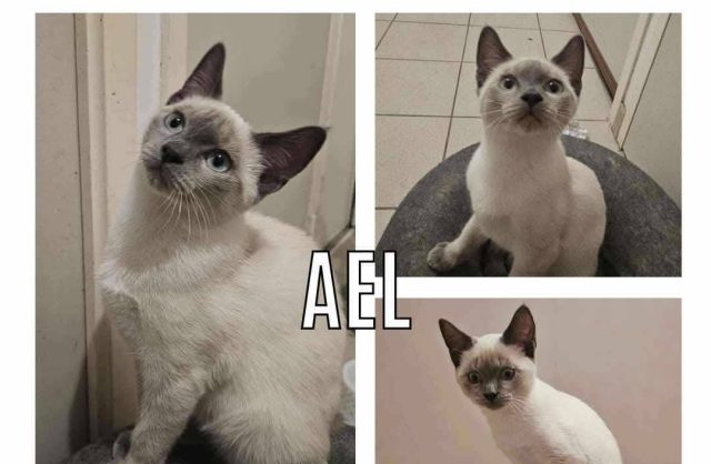Ael