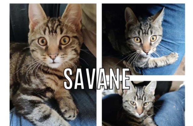 Savane