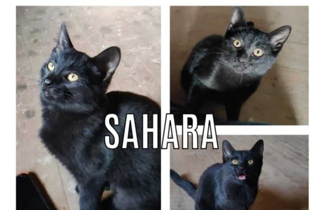 Sahara