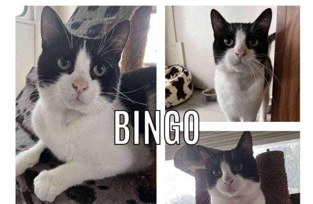 Bingo
