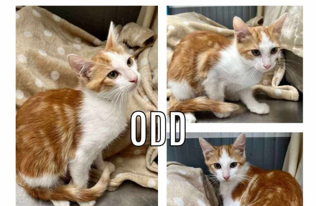 Odd