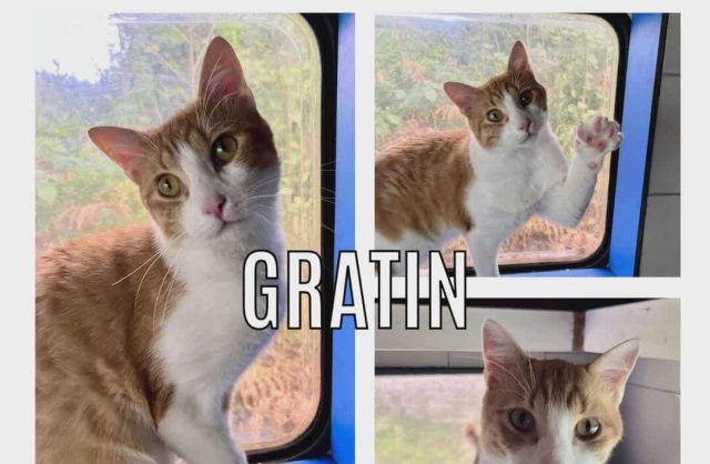 Gratin