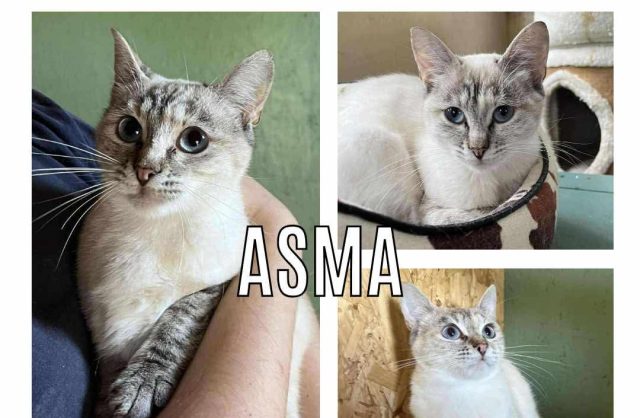 Asma