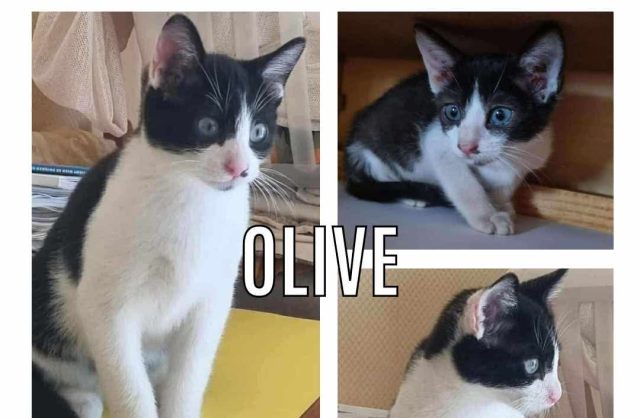 Olive