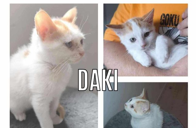 Daki