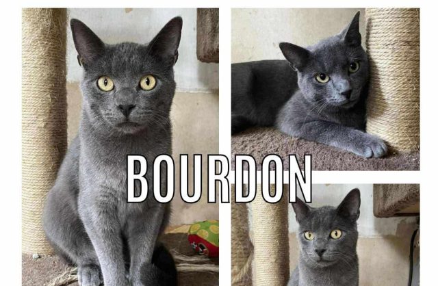 Bourdon