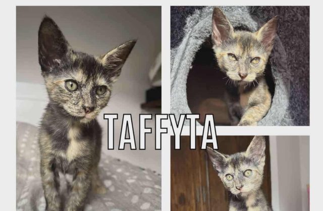 Taffyta