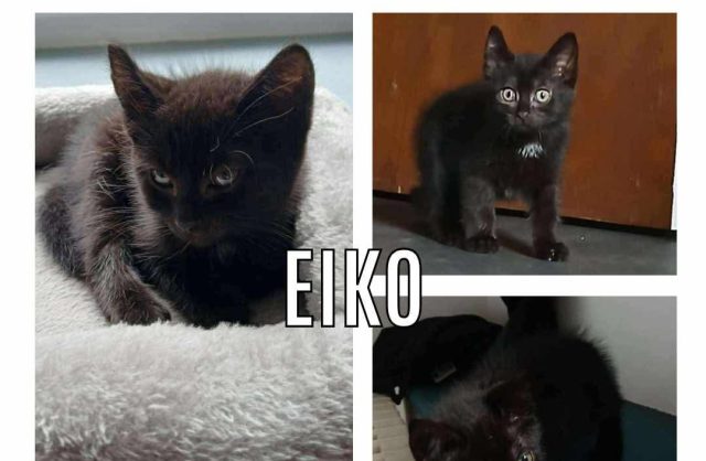 Eïko